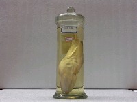 藏品(月尾兔頭魨)的圖片